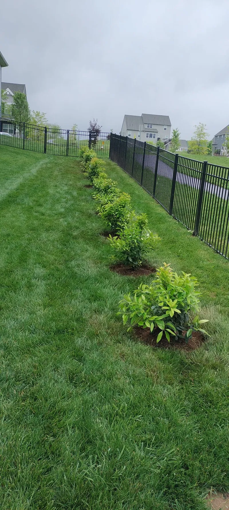 Privacy Hedge Planting Along Fence
